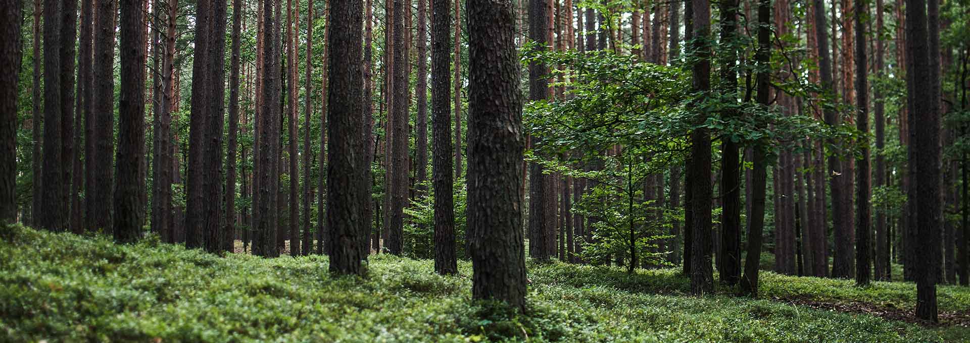 Reforestación de árboles según la custodia PEFC